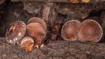 mushroom2